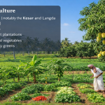 Agriculture – The Backbone of Nadiad